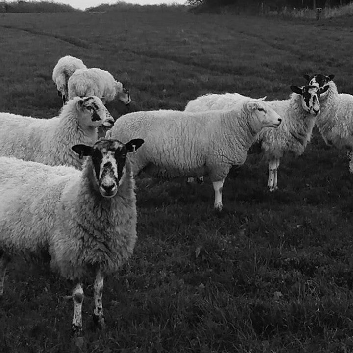 Wool Fabric Fibre origin and environmental implications – Bawn Textiles
